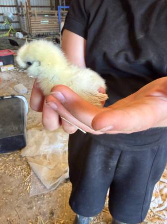 Chicks 1