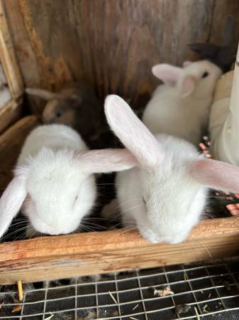 Rabbits 1