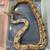 Hog Island Boa 4 thumbnail