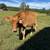 Cows 7 thumbnail