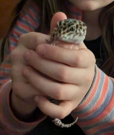 Leopard gecko 1