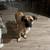 FOUND small male tan dog 5 thumbnail