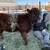 Jersey/Highland Heifer 1 thumbnail