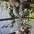 Pigeons 2 thumbnail