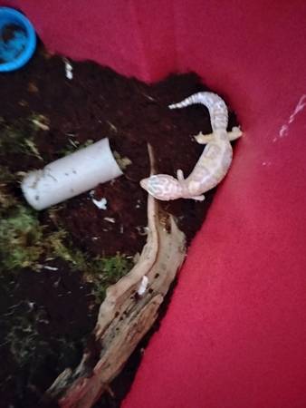 chocolate albino gecko for sale63373486522371122