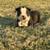 Boston Terrier Puppies 1 thumbnail