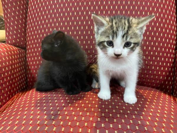 MIOU MIOU! 2 ADORABLE KITTENS 3 MONTHS OLD HEALTHY AND POTTY TRAINED (SILVER SPRING)63795938457601120