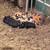 Kunekune Piglets 5 thumbnail
