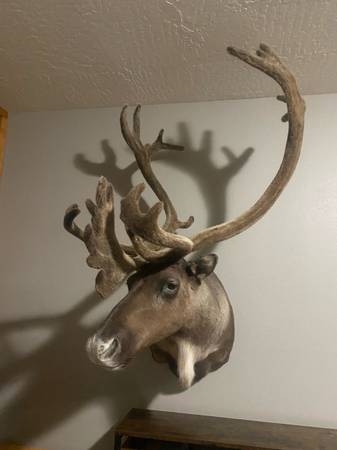 Caribou shoulder mount 1