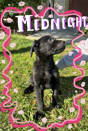 🐾 German Shepherd × Golden Retriever Puppies Looking for there Forever Homes 1