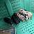 mini pigs 3 thumbnail