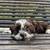 shitzu puppy 2 thumbnail