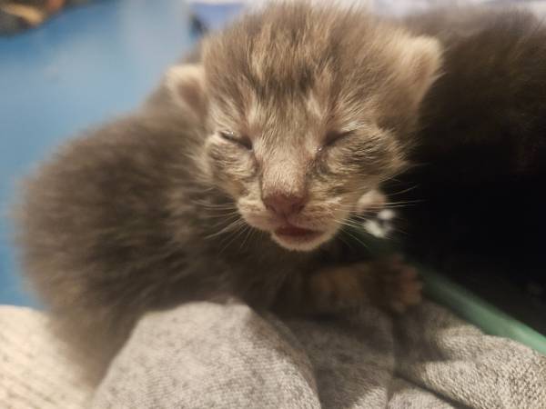 Small Mousers looking for forever homes 1