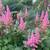 PERENNIALS - Fall Planting 2 thumbnail