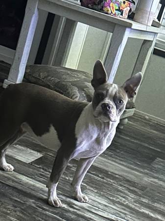AKC Boston Terrier63611950624897124