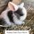 Holland Lop Bunnies 13 thumbnail