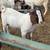 boer male goats 1 thumbnail