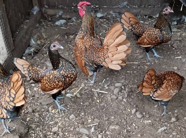 Bantams 1