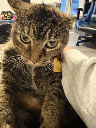 Cat 1
