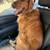 Handsome Golden Retriever Available for Stud 1 thumbnail