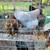 Chickens 7 thumbnail