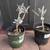 9 succulents, cacti plants 6 thumbnail