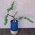 Elephant Bush Bonsai 6 thumbnail