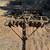 Tractor Disc Implement 4 thumbnail