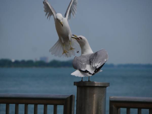 Photography Contest Vote 1