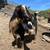 Nigerian Dwarf Goat Doe 4 thumbnail