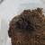 Tarantula 2 thumbnail