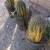 Saguaro cactus 1 thumbnail