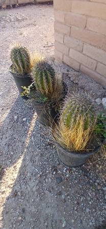 Saguaro cactus 1