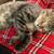 Cuddle Bug Cat for Adoption 1 thumbnail