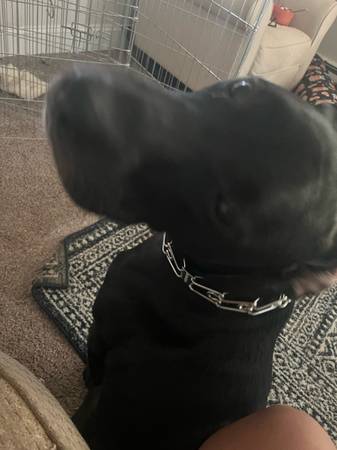 REHOMING DOG (Ocean Bluff)63912908522754124
