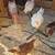 4 chicks 4 thumbnail
