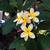 Plumeria Plant 1 thumbnail