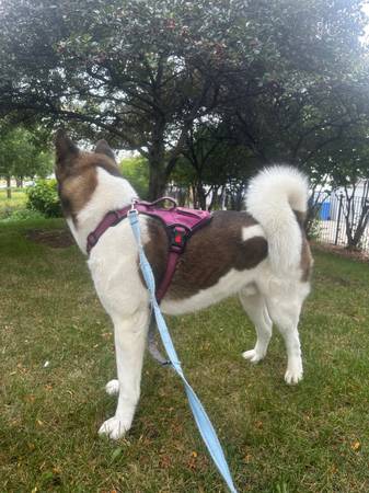 Macho Akita63844236237571120