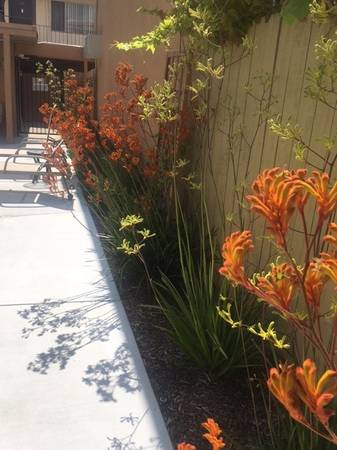 $1,950 / 1br - 535ft2 - Pool, Refrigerator, Gated Community, We have a look a lease special63668270981505122
