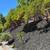 Landscaping - Weekly Service, Yard Cleanups, Trimming- Free Estimates 5 thumbnail