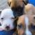Pit mix babies 4 thumbnail
