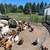 Chickens, ducks ,geese 2 thumbnail