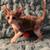 Cornish Rex Kittens 7 thumbnail