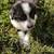 White German Shepherd/ Border Collie mix puppies 3 thumbnail