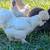 Goats, sheep, chickens 7 thumbnail