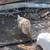 Ducks 5 thumbnail