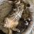 Kittens. Text 480 six 2 8 0473 18 thumbnail