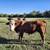 Proven Registered Polled Hereford Bull 4 thumbnail