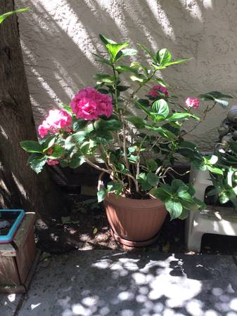 Pink potted hydrangeas 1
