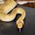 Ball python 4 thumbnail